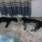 Roger es su nombre. ESTOY DESCANSANDO UN RATITO